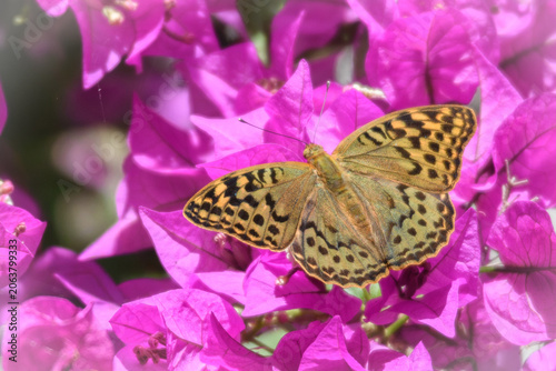 Fotografía mariposa pandora