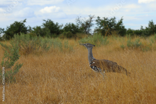 Bild auf Leinwand Riesentrappe / Kori bustard / Andreotis kori