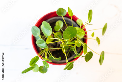 High Angle View of Chinese Money Plant in Red Pot