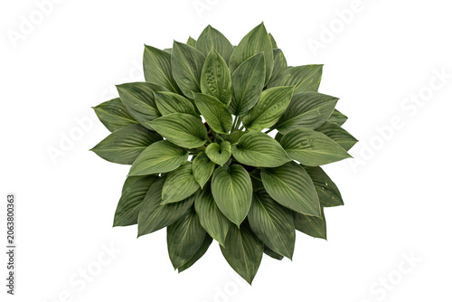 A top-down view of a lush green hosta plant with large, pointed, veined leaves arranged in a dense, symmetrical rosette pattern on white