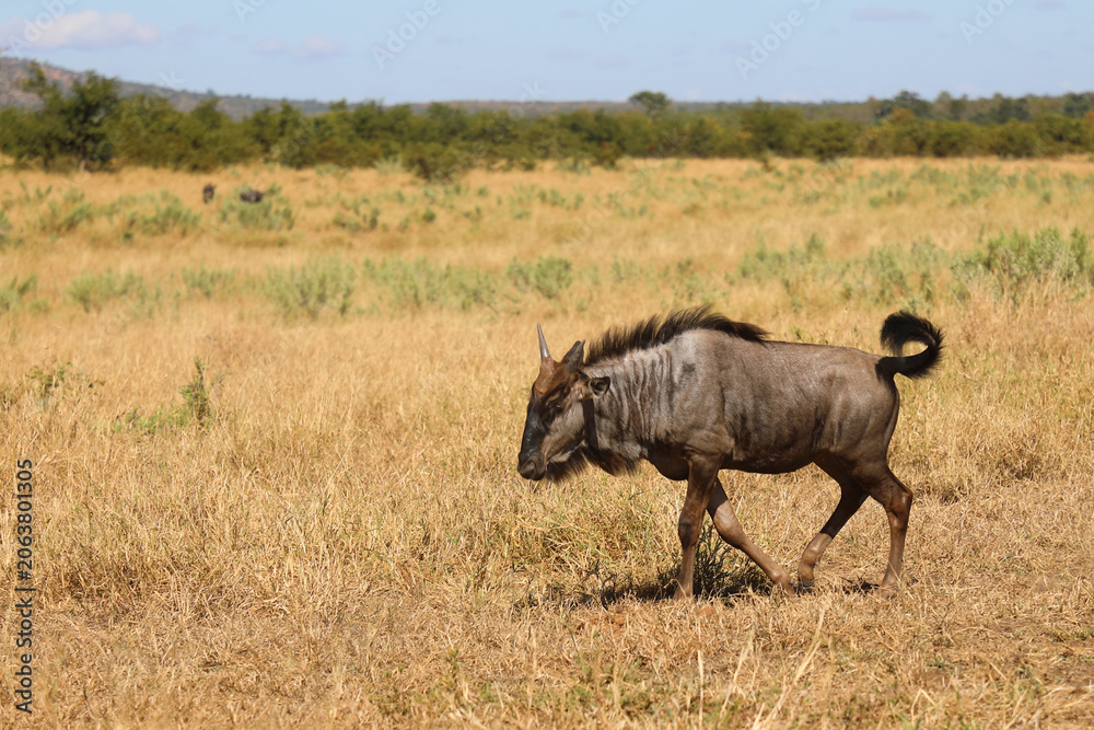 Fototapeta premium Streifengnu / Blue wildebeest / Connochaetes taurinus