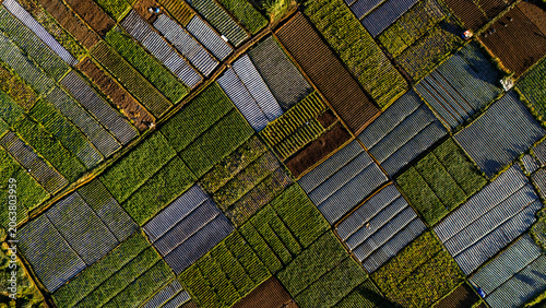 Colored patterned rice fields