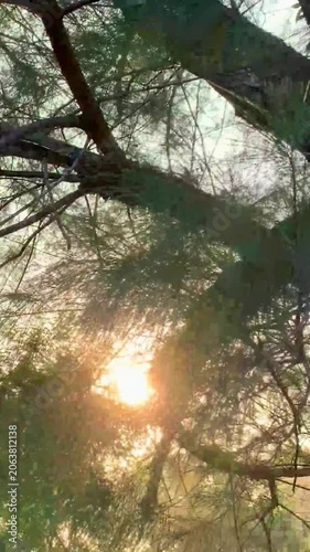 Low angle view looking up at bright golden sun rays shining through tree branches and green leaves in a peaceful forest. Vertical video