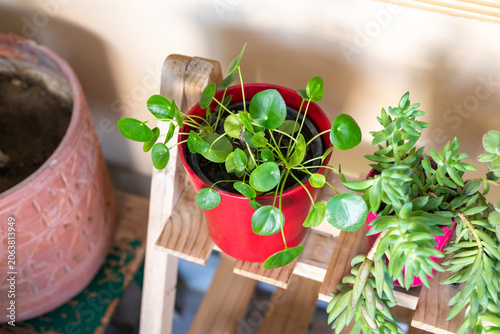 Chinese Money Plant in Vibrant Red Pot on Wooden Tiered Plant Stand