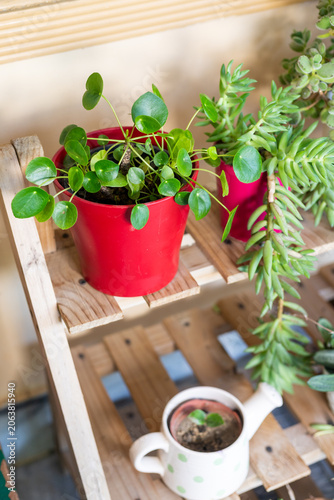 Pilea Pancake Plant in Red Pot on Minimalist Wooden Plant Stand
