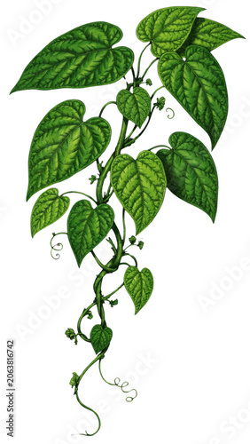 Isolated Transparent Png Of Green Vine