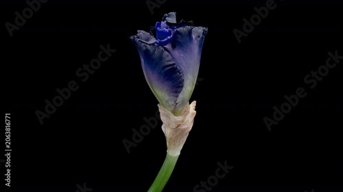 Blooming dark blue iris on a black background, timelapse