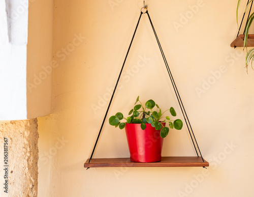 Pilea Houseplant in Red Ceramic Planter on Hanging Wooden Wall Shelf