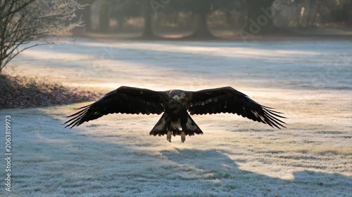 Majestic eagle in flight over a frosted field, wings spread wide against a hazy backdrop