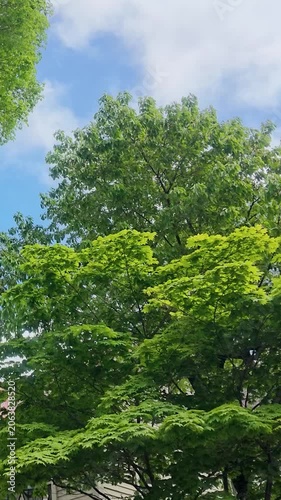 Lush Green Tree Swaying in Wind Against Blue Sky vertical video