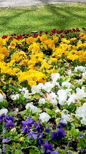 Colorful Flower Bed Swaying in the Wind vertical video