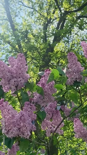 Pink Blossoms Swaying in the Wind on Tree, Vertical Video
