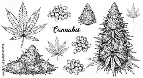 Fotografía Cannabis leaves and buds illustration, marijuana plant elements, medical concept
