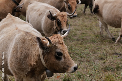 cow and calf