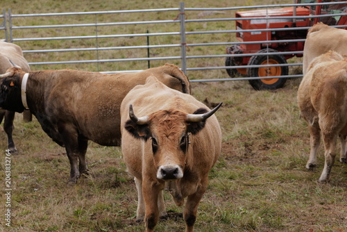 cows in a field