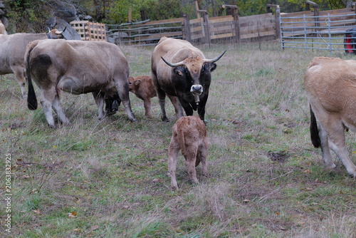 cows in the field