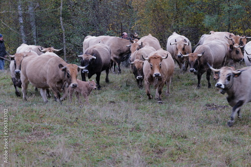 cows in a field