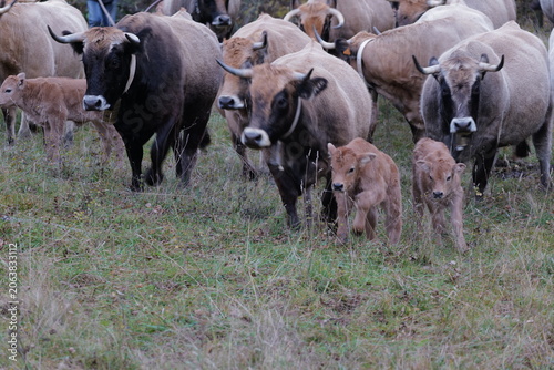 cows in a field