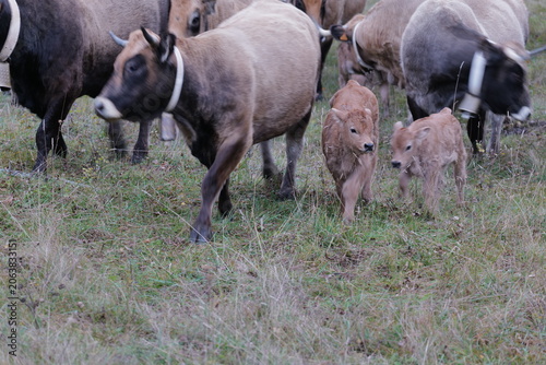 cows in a field