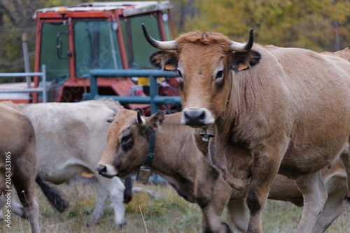 cows in a field