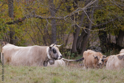 cows in the field