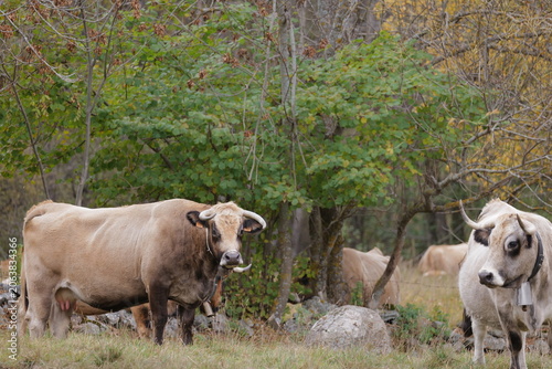 cows in the field