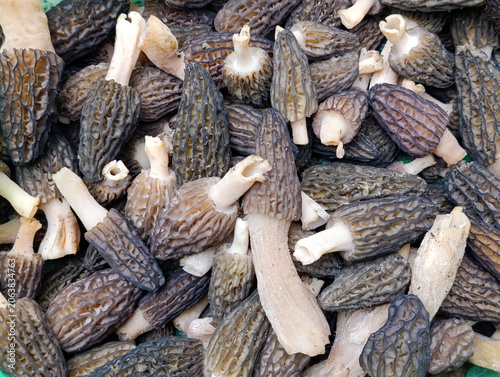 Full frame texture of freshly harvested black morel mushrooms as food background. Abundance of wild black morel mushrooms Morchella conica filling the frame