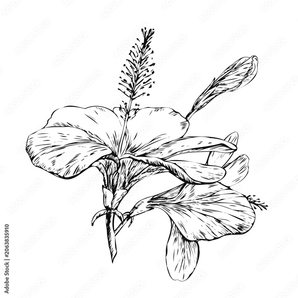 Obraz premium Hibiscus flower branch with full bloom bud and falling petal. Hand drawn ink line art botanical sketch isolated on white for luxury perfume packaging, skincare logo, and floral tattoo design