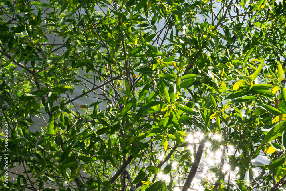Naklejka premium Lush Green Willow Leaves Backlit by Sunlight Over River Water in Late Spring