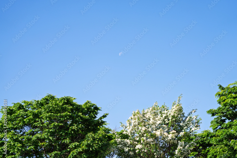 Fototapeta premium White Blossom Tree and Green Foliage with Crescent Moon in Clear Blue Spring Sky