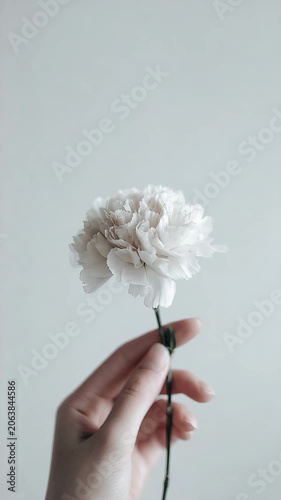 White flower bloom against a minimalist background