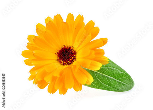 Pot Marigold flower. Calendula flower isolated on white background