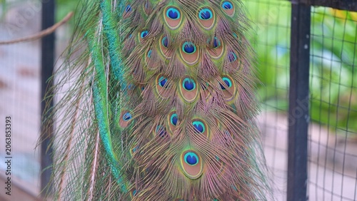 close up the bronze color of adult peacock tail feathers, the color changing of bird feathers when it catch sunlight, bird colorful feathers