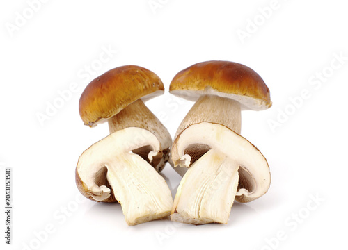 Porcini mushrooms on white background.