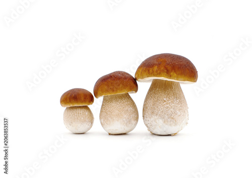 Porcini mushrooms on white background.