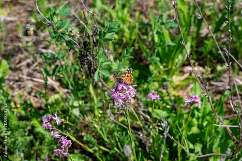 Photos A beautiful butterfly on a flower