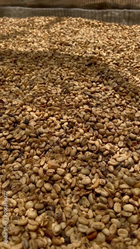 Kopi Luwak Coffee Beans - Civet Coffee Excreted Beans Air Drying Process - Traditional Indonesian Luxury Coffee Production