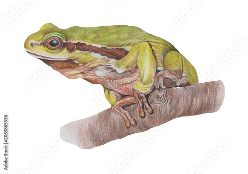 Tableau sur toile Tree frog hyla arborea on a tree branch colored pencils hand drawn detailed colo