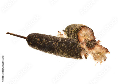 reed isolated on white background