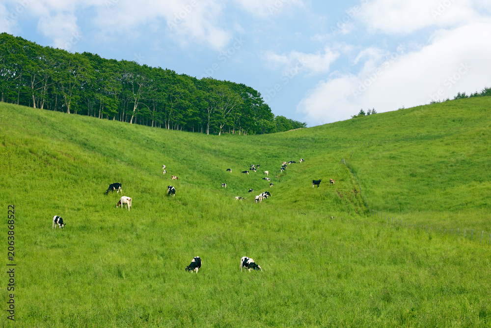 Obraz premium 夏の北海道の広大な丘に広がる牛の放牧風景と青空 Dairy cows grazing on vast green hills under a blue sky in Hokkaido, Japan