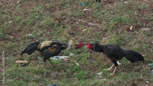 Two roosters fighting and pecking each other on grassy ground with natural daylight. Medium shot of aggressive gamecocks in conflict.