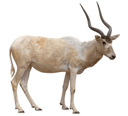 Addax antelope isolated on pure white background