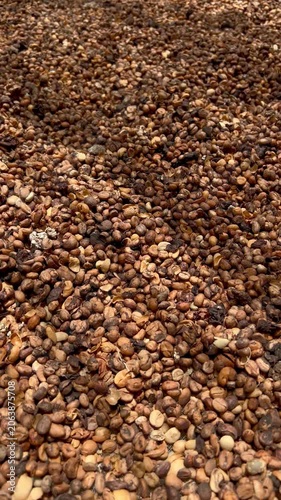 Kopi Luwak Coffee Beans - Civet Coffee Excreted Beans Air Drying Process - Traditional Indonesian Luxury Coffee Production