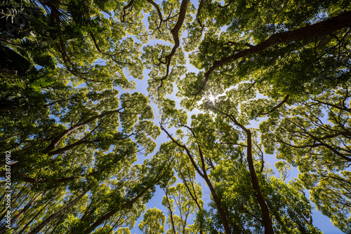 Canvastavla Looking up through lush forest canopy to sunlit blue sky
