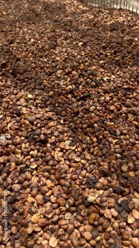 Kopi Luwak Coffee Beans - Civet Coffee Excreted Beans Air Drying Process - Traditional Indonesian Luxury Coffee Production