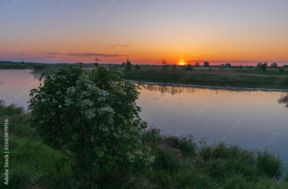 Fototapeta premium A beautiful sunset glows over a calm river, casting golden light across the water and a lush, flowering green bush.