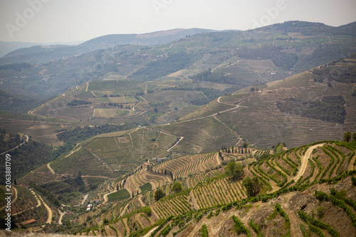 Terraced vineyards covering hills of the Douro Valley, Portugal