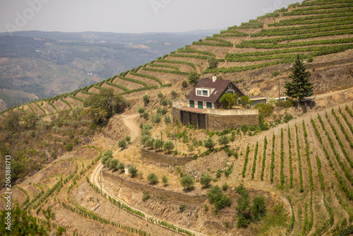 Terraced vineyards on a hillside with a house in the Douro Valley