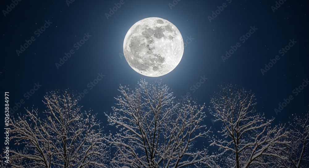 Fototapeta premium Full moon illuminating snow-covered tree branches against a dark starry sky, symbolizing winter, nature's beauty, and nocturnal wonder