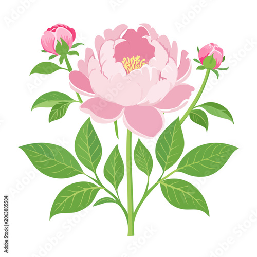Pink flower with green leaves vector illustration